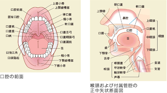 口腔の構造